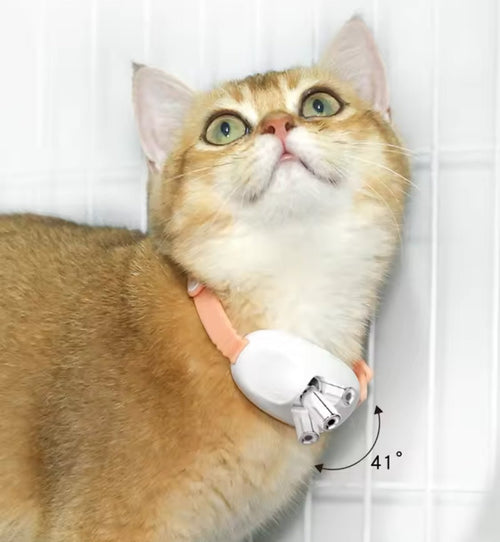 Cat Neck Laser Collar